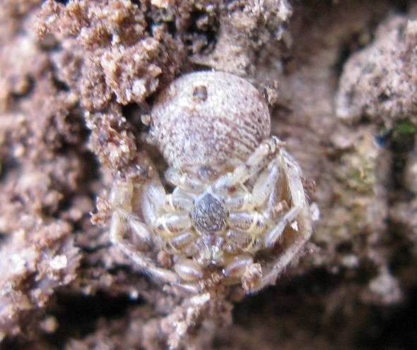 Xysticus sp. - Acquapendente (VT)