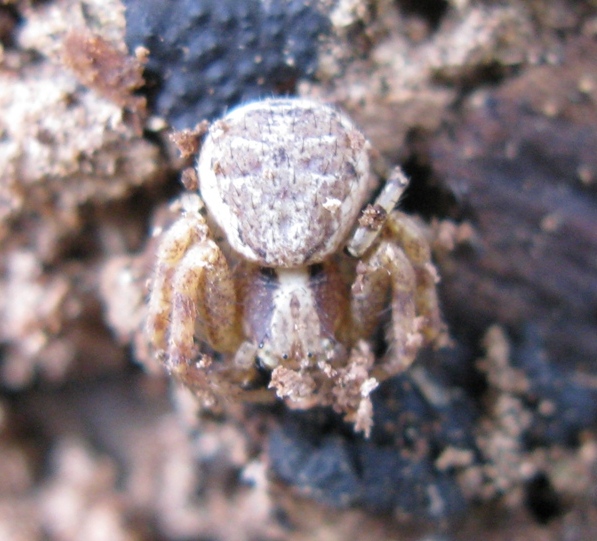 Xysticus sp. - Acquapendente (VT)