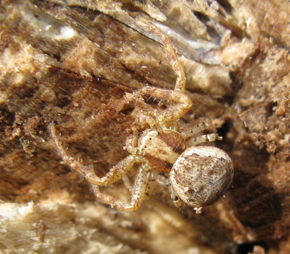 Xysticus sp. - Acquapendente (VT)