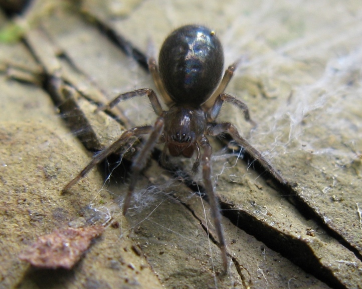 Amaurobius cf. ferox - Acquapendente (VT)