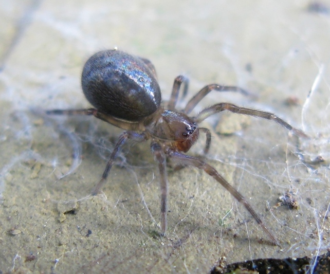 Amaurobius cf. ferox - Acquapendente (VT)