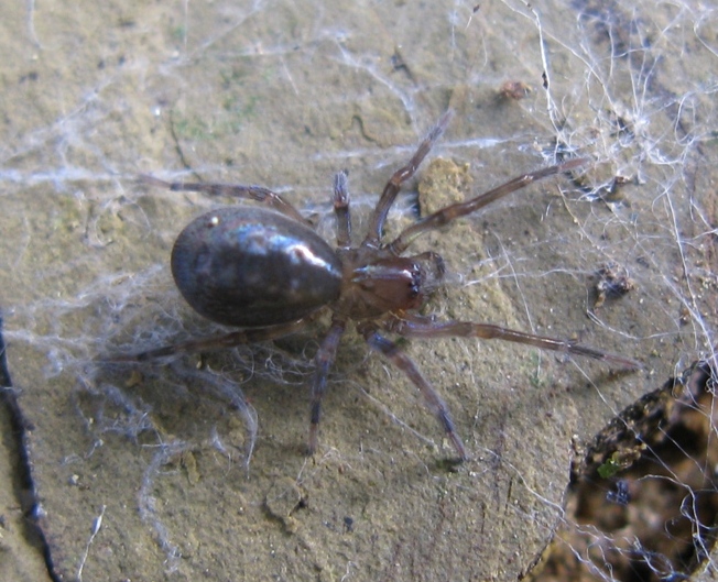 Amaurobius cf. ferox - Acquapendente (VT)