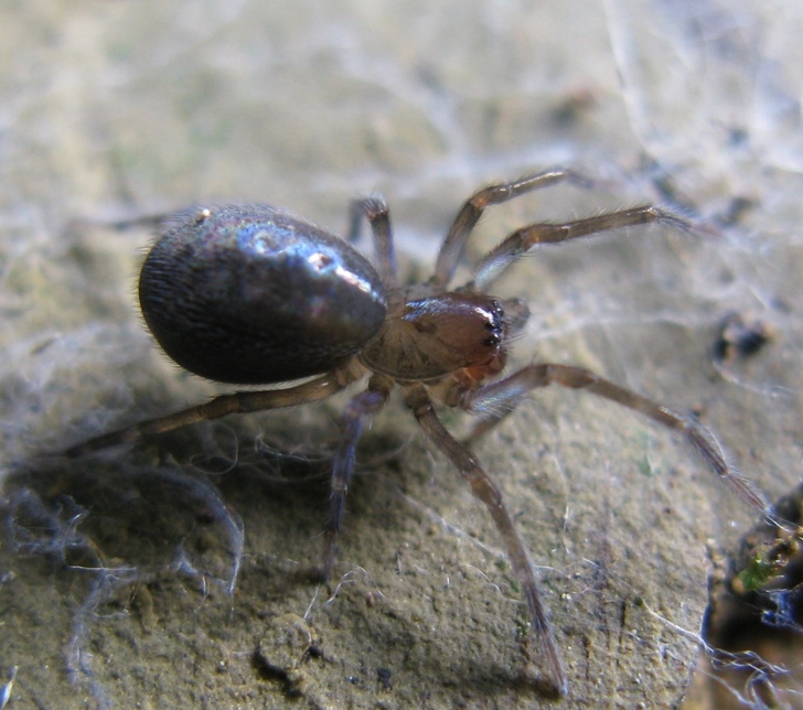 Amaurobius cf. ferox - Acquapendente (VT)