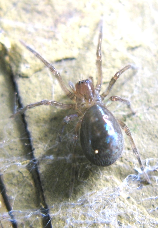 Amaurobius cf. ferox - Acquapendente (VT)