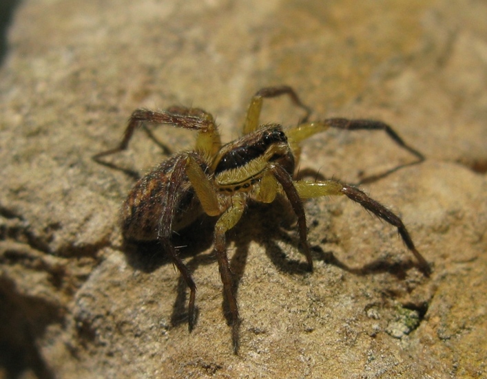 Hogna radiata - Acquapendente (VT)