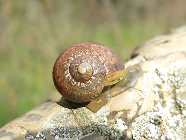 Gastropoda da determinare 5 ?