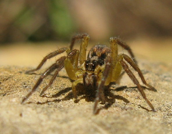 Hogna radiata - Acquapendente (VT)