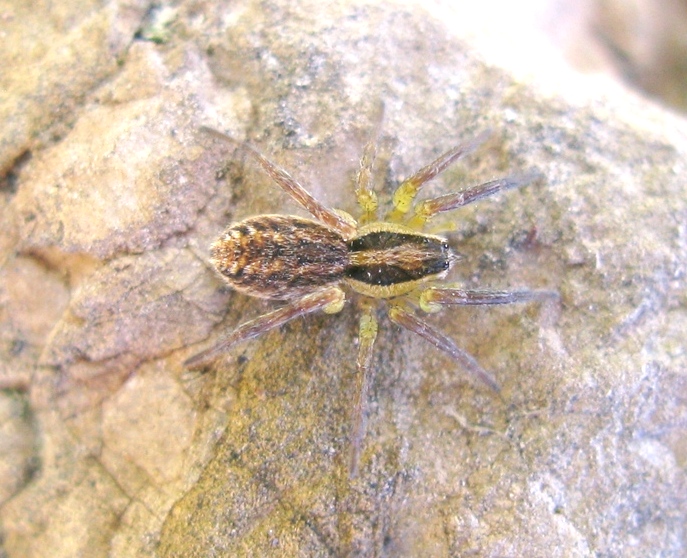 Hogna radiata - Acquapendente (VT)