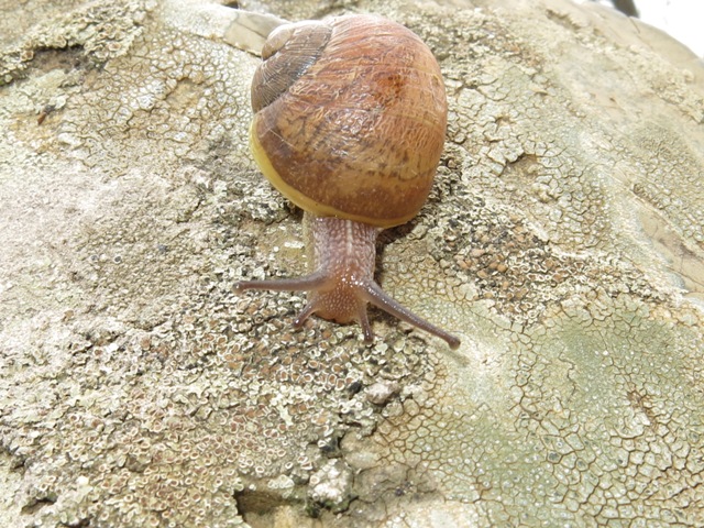 Gastropoda da determinare 5 ?