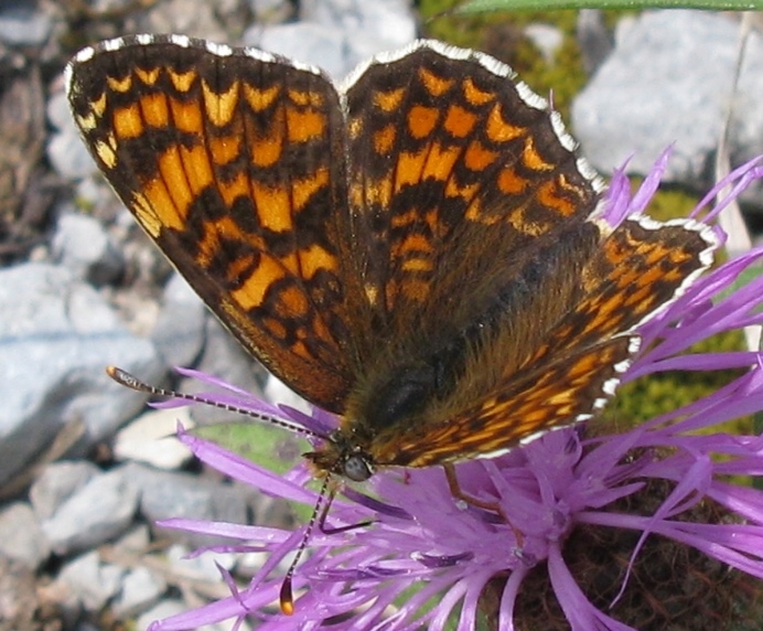 Melitaea phoebe, Nymphalidae