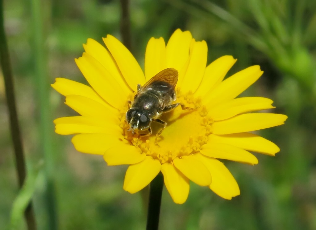 Merodon sp. femmina (Syrphidae)