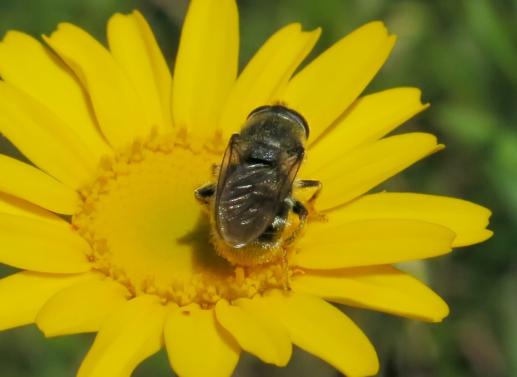 Merodon sp. femmina (Syrphidae)