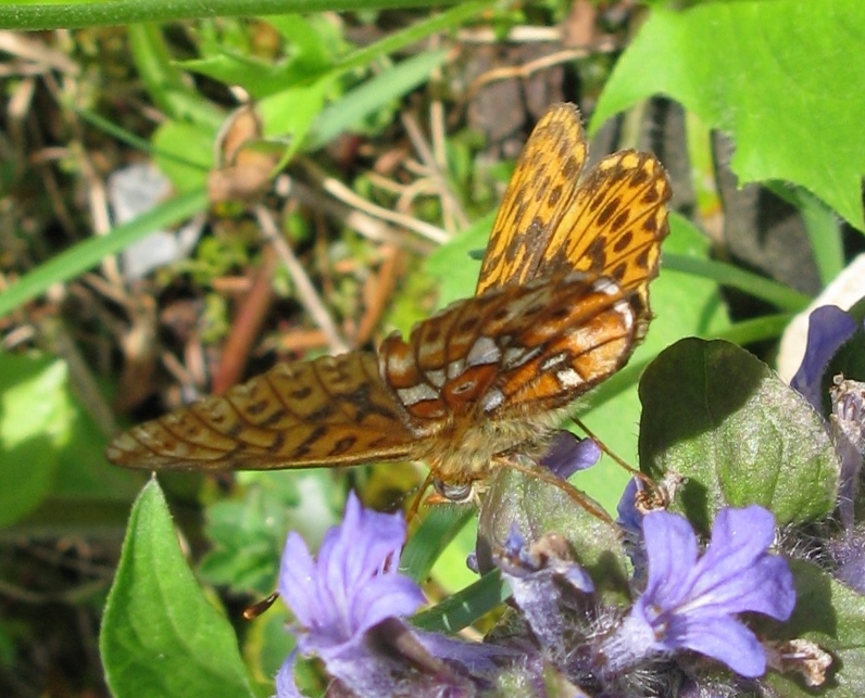 Boloria (Clossiana) euphrosyne, Nymphalidae