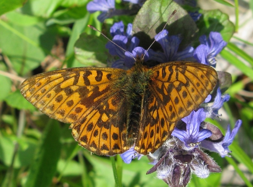 Boloria (Clossiana) euphrosyne, Nymphalidae