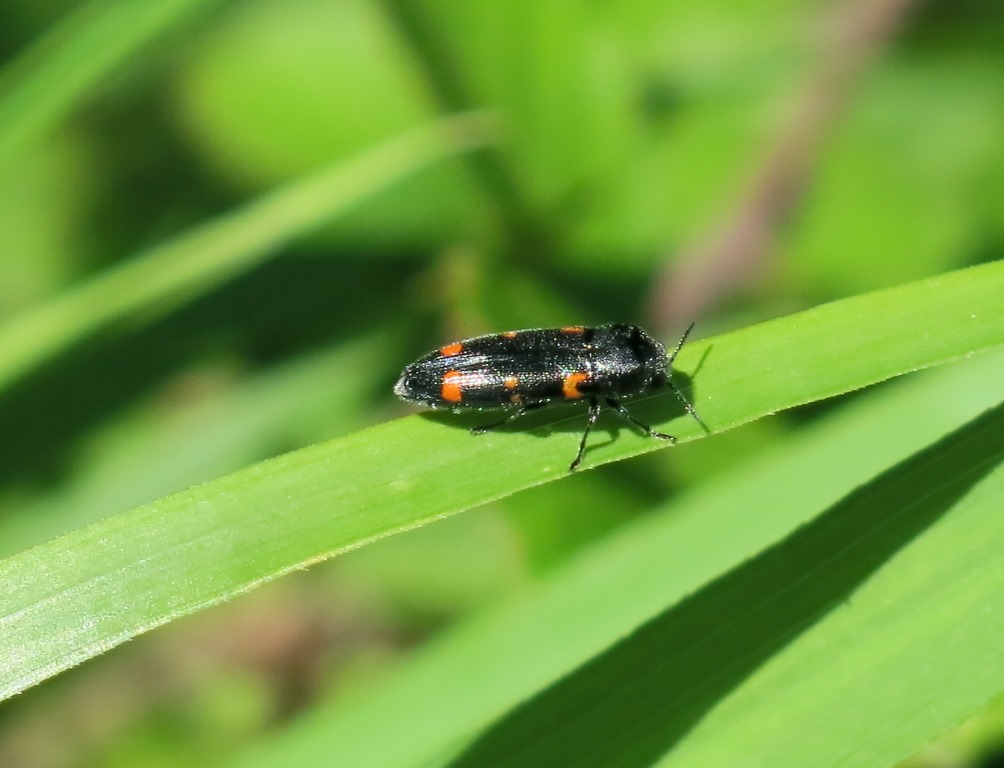 Buprestidae:  Ptosima undecimmaculata