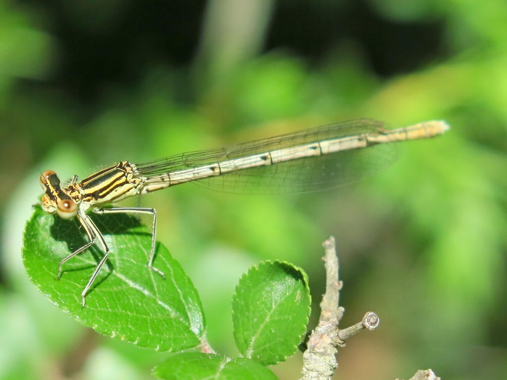 Maschi e femmine di Platycnemis pennipes?  S !