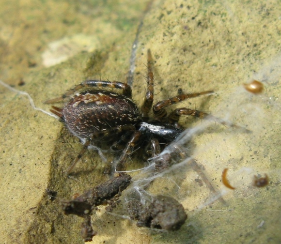 Textrix cf. denticulata - Acquapendente (VT)