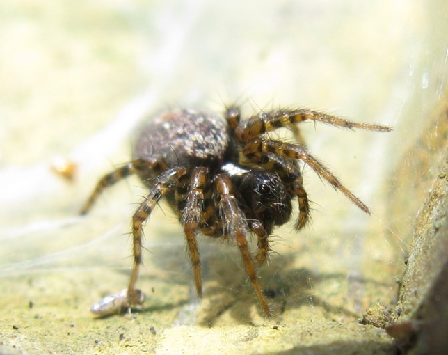 Textrix cf. denticulata - Acquapendente (VT)