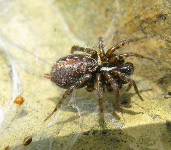 Textrix cf. denticulata - Acquapendente (VT)