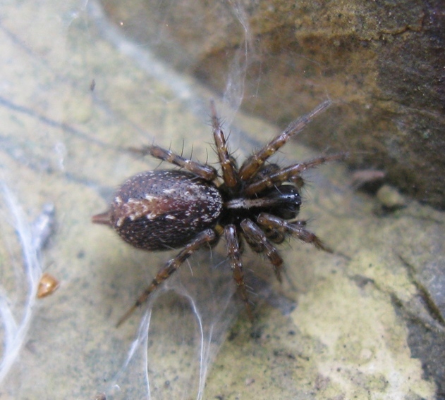 Textrix cf. denticulata - Acquapendente (VT)