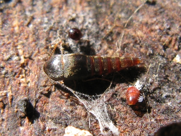 Zygentoma da det.? No, Sepedophilus sp. (Staphylinidae)