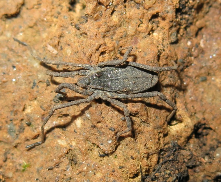 Trogulidae - Trogulus coriziformis?