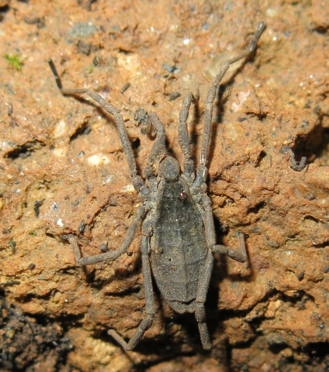 Trogulidae - Trogulus coriziformis?