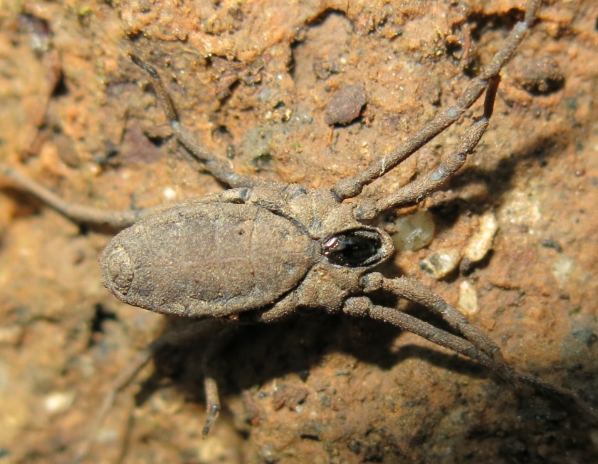 Trogulidae - Trogulus coriziformis?