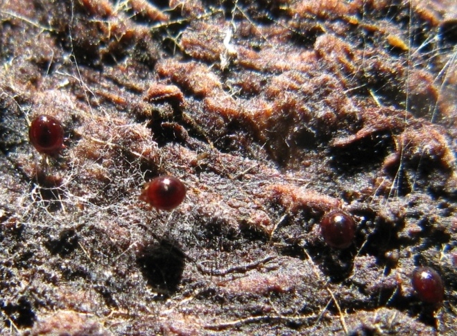 Zygentoma da det.? No, Sepedophilus sp. (Staphylinidae)