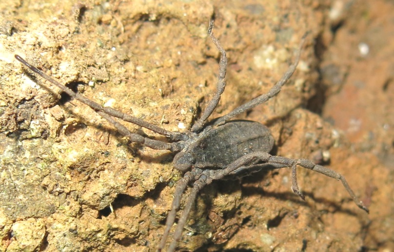 Trogulidae - Trogulus coriziformis?