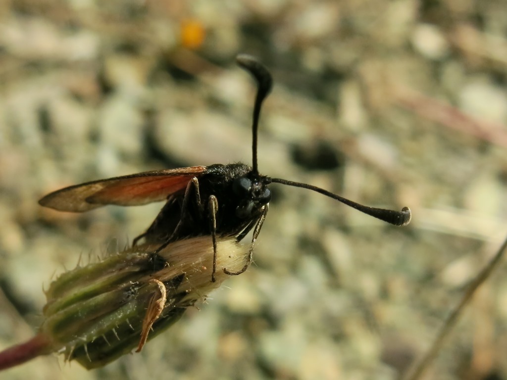 Zigenide da identificare