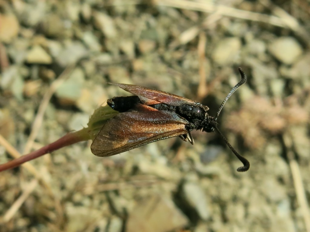 Zigenide da identificare