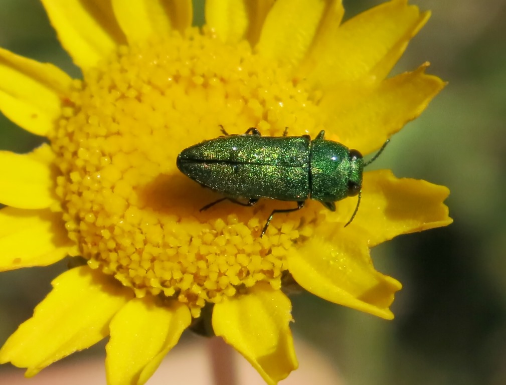 Buprestidae: Anthaxia...ma quale?  Anthaxia millefolii polychloros