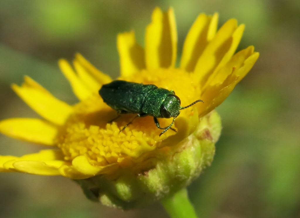 Buprestidae: Anthaxia...ma quale?  Anthaxia millefolii polychloros