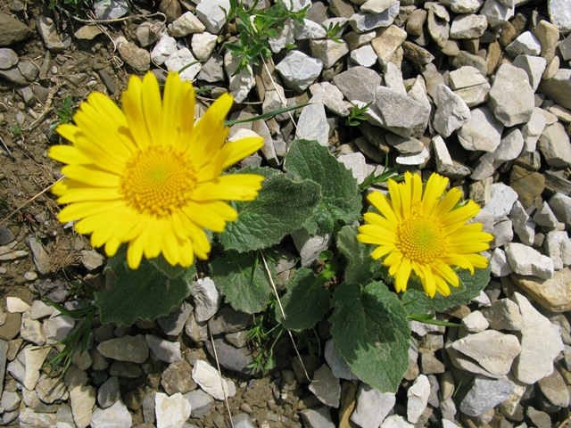 Doronicum grandiflorum