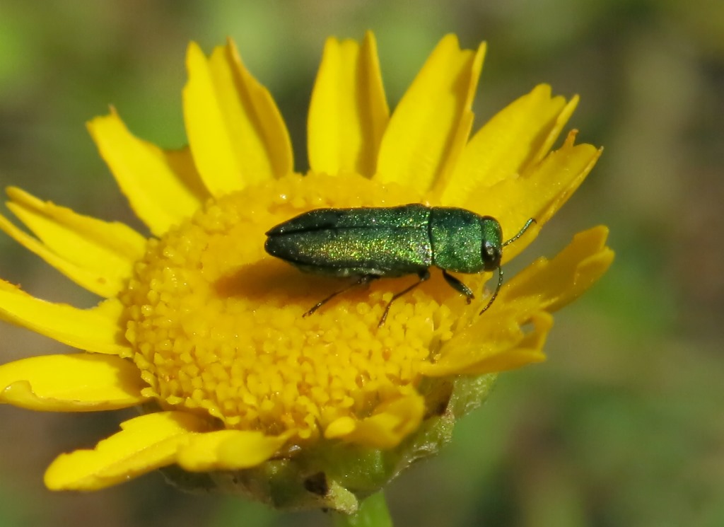 Buprestidae: Anthaxia...ma quale?  Anthaxia millefolii polychloros