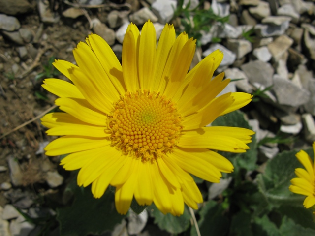 Doronicum grandiflorum