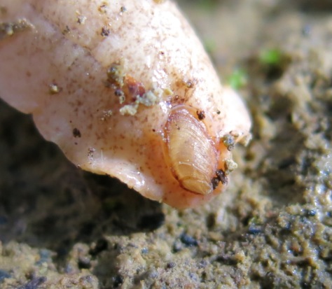 Testacella scutulum da Acquapendente (VT)