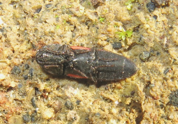 Elateridae - Ampedus cinnaberinus (cf.)