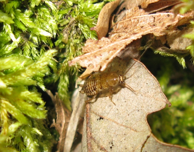 Ectobius cf. pallidus (Olivier, 1789)