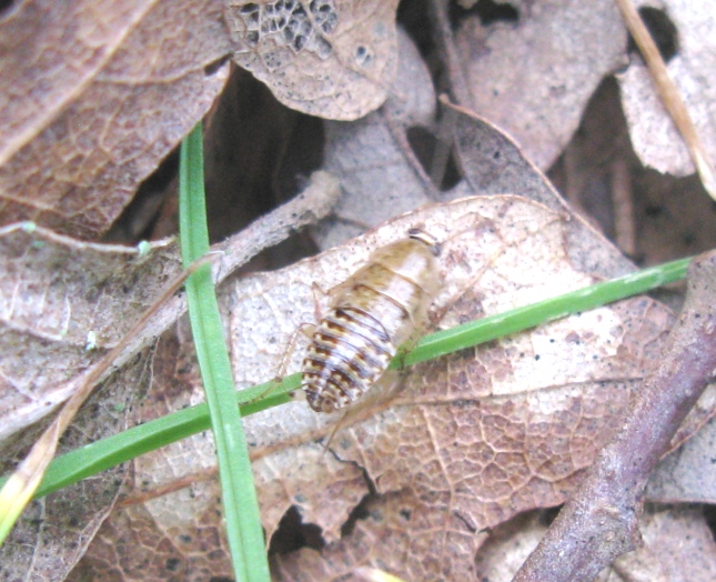 Ectobius cf. pallidus (Olivier, 1789)