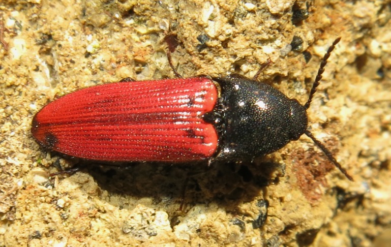 Elateridae - Ampedus cinnaberinus (cf.)