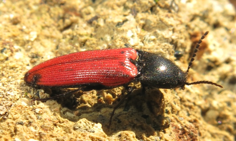 Elateridae - Ampedus cinnaberinus (cf.)