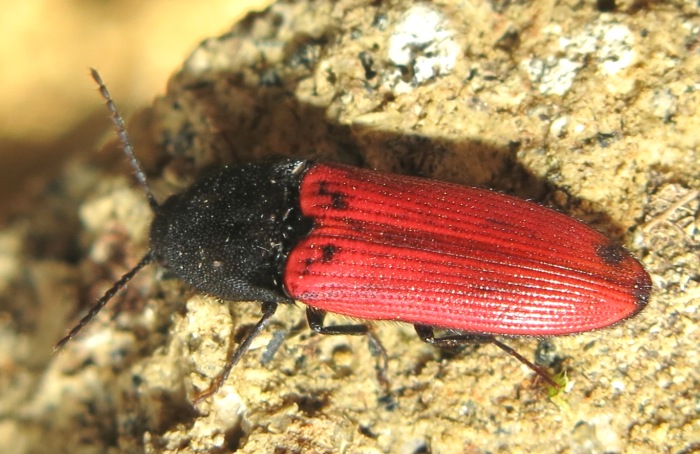 Elateridae - Ampedus cinnaberinus (cf.)