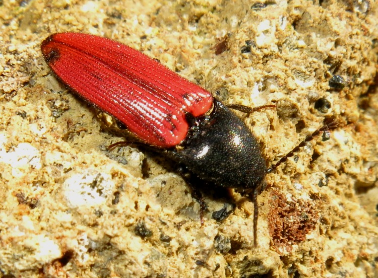 Elateridae - Ampedus cinnaberinus (cf.)