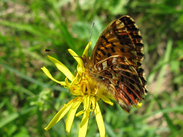 Boloria (Clossiana) titania, Nymphalidae