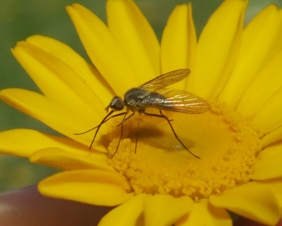 Phthiria sp. (Bombyliidae)