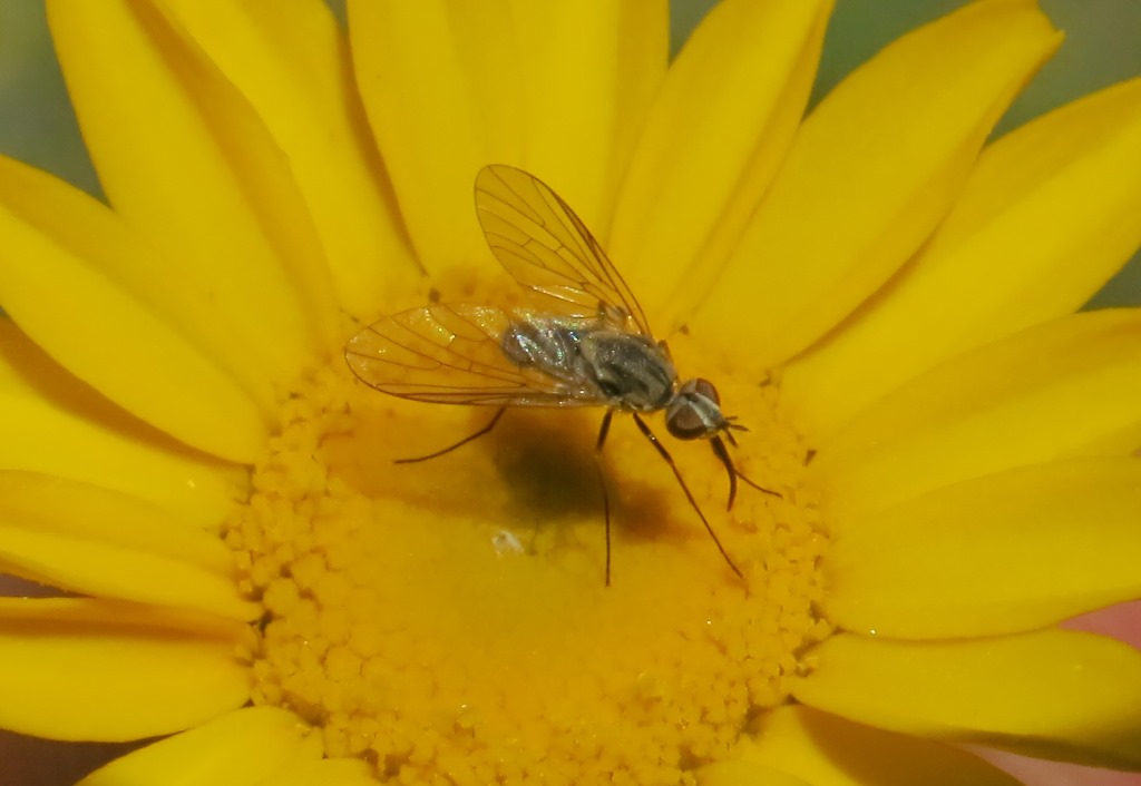 Phthiria sp. (Bombyliidae)