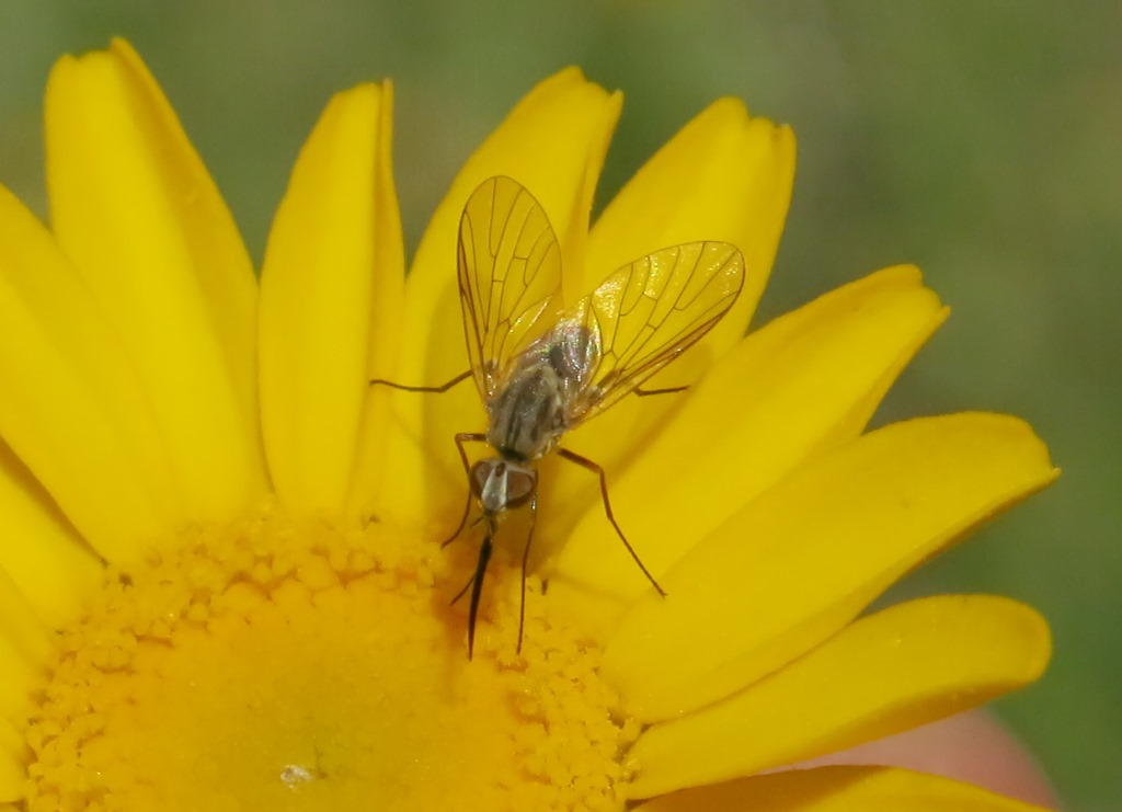 Phthiria sp. (Bombyliidae)