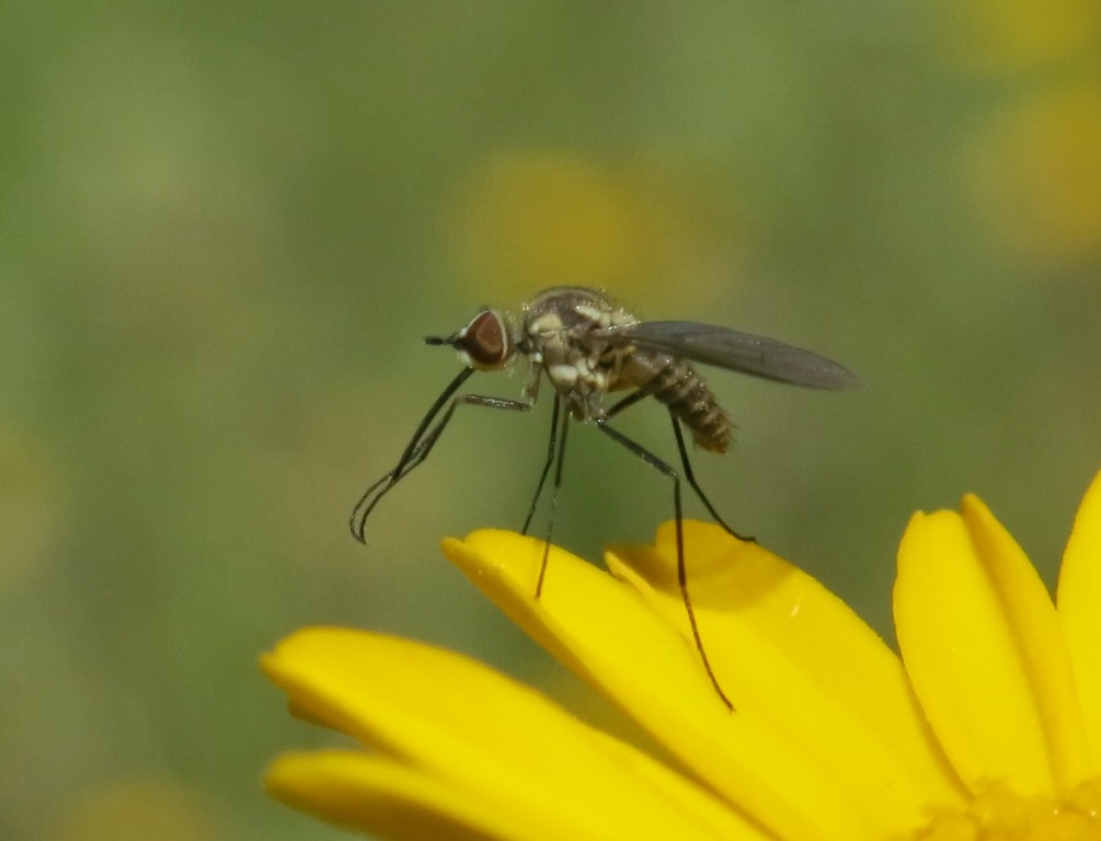 Phthiria sp. (Bombyliidae)